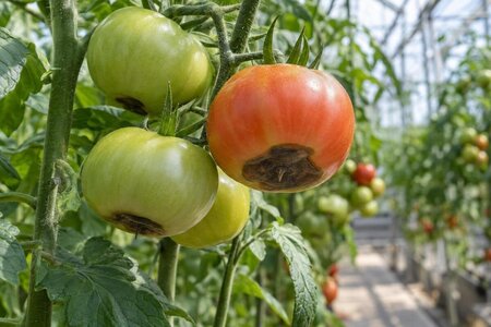 Pistillröta på tomater i växthus – därför hjälper inte alltid mer gödsel