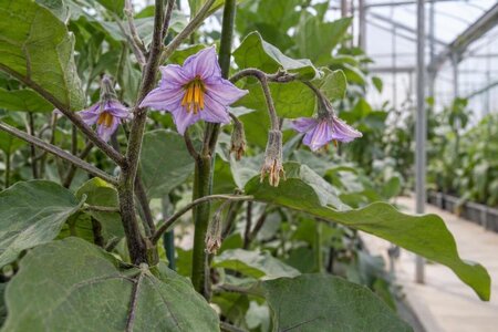 Aubergine i växthus: blommor men ingen frukt