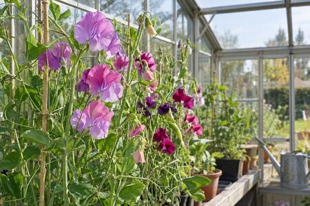 Odla luktärter i växthus för tidigare blomning