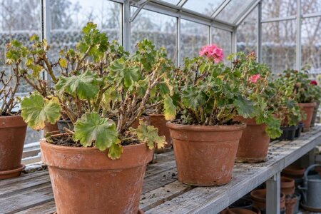 Övervintra pelargoner i växthus – vila eller tillväxt