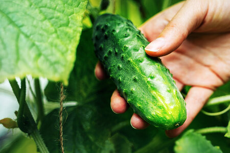 Odla året runt med växthus i aluminium | Lyxfonster.se