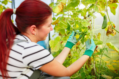 Odla gurkor i växthus – tips och guide | LyxFönster Sverige